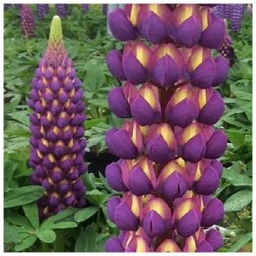 Lupinus West Country Lupins 'Magic Lantern'