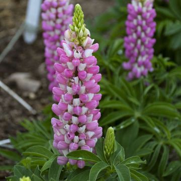 Lupinus Gallery Pink-White