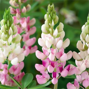 Lupin Pink Fairy