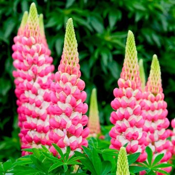 Lupinus West Country Lupin Rachel de Thame