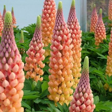 Lupinus West Country Lupin Salmon Star