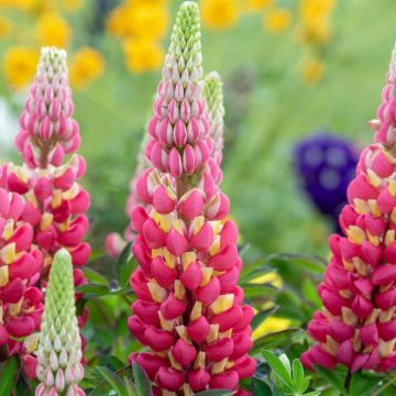 West Country Lupin Tequila Flame - Large Lupin Plant