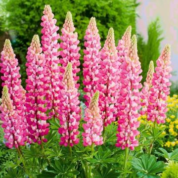Lupin The Chatelaine