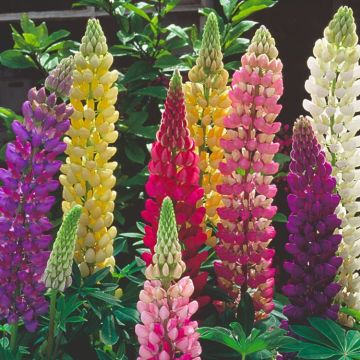 Lupin Tutti Frutti - Collection of FIVE Plants in Assorted Colours