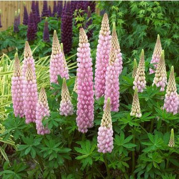 Lupinus West Country Lupin Blossom