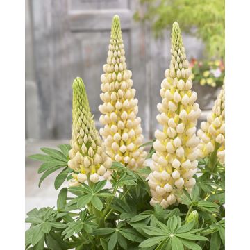 Lupinus West Country Lupin Cashmere Cream