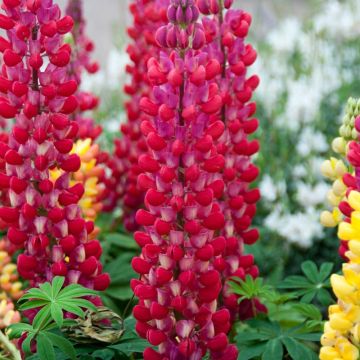 Lupinus West Country Lupin Red Rum