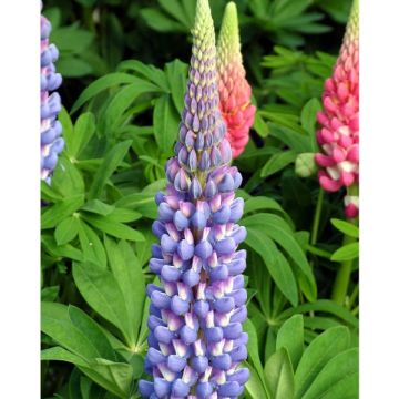 Lupinus West Country Lupin Melody