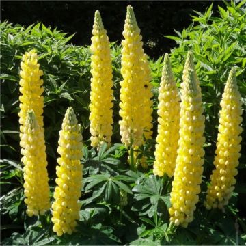 Lupinus West Country Lupins Desert Sun