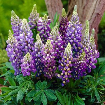 Lupinus Gallery Blue