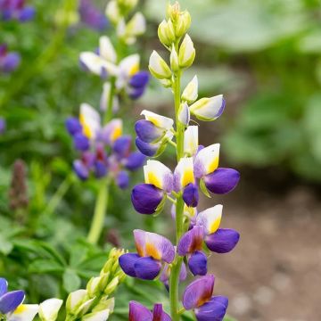 Lupin Sunrise
