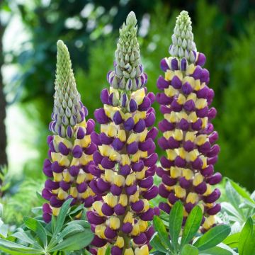 Lupinus West Country Lupins Manhattan Lights