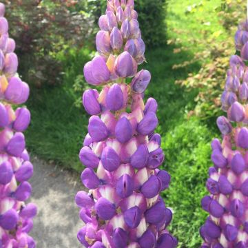 Lupinus West Country Shirley Anne  
