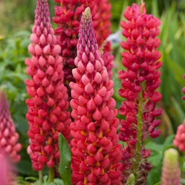 Lupinus West Country Lupins Towering Inferno