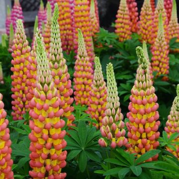 Lupinus West Country Lupin Gladiator