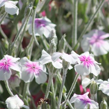 Lychnis coronaria Oculata