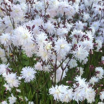 Lychnis Petite Henri