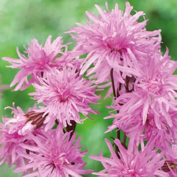 Lychnis Petit Jenny