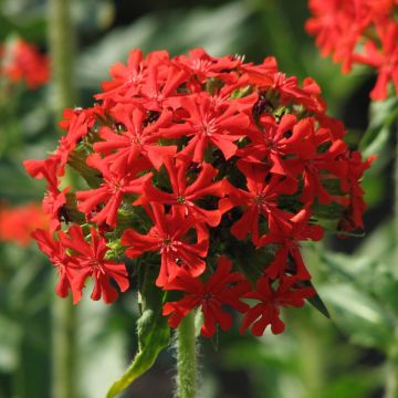 Lychnis chalcedonica - Jerusalem or Maltese Cross