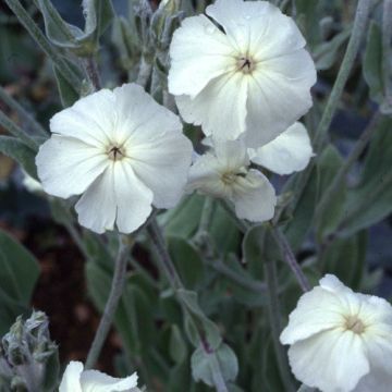 Lychnis coronaria Alba