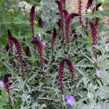 Lysimachia atropurpurea Beaujolais - Pack of THREE Plants