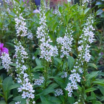 Lysimachia ephemerum