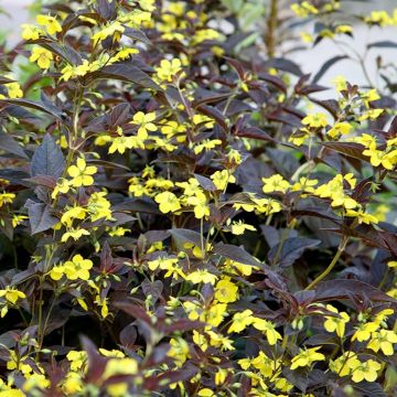 Lysimachia ciliata Firecracker