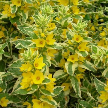 Lysimachia punctata Alexander - Variegated Golden Blooming Loosestrife