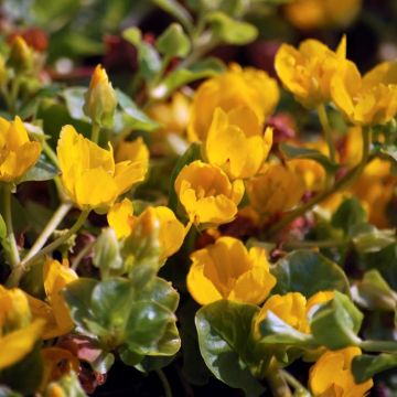 Lysimachia nummularia - Creeping Jenny