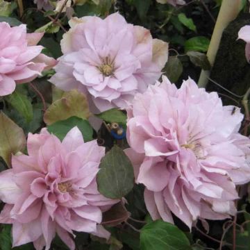Clematis 'Violet Elizabeth' 