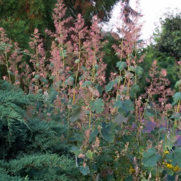 Macleaya microcarpa Spetchley Ruby - Plume Poppy