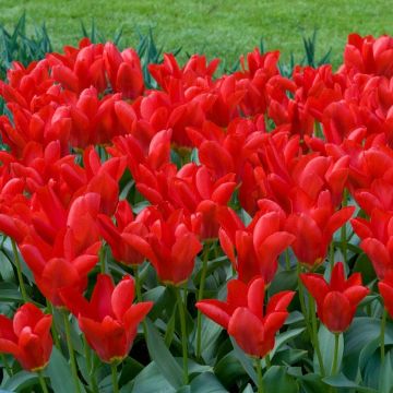 Tulip 'Madame Lefeber' - Red Emperor - Pack of 6 Bulbs