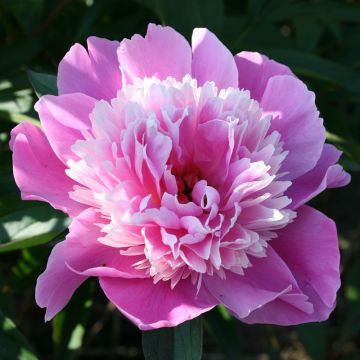 Paeonia lactiflora - Peony - Madamme Furtado