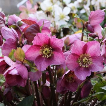 Helleborus Madame Lemonnier - Winter Rose Hellebore in Bud and Bloom