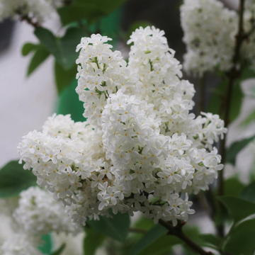 Syringa vulgaris 'Madame Lemoine' - Common Lilac Tree