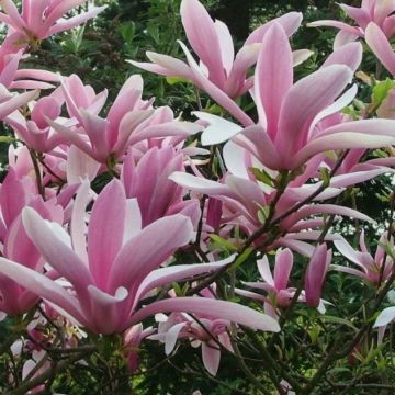 Magnolia hybrida George Henry Kern - Soft Pink Magnolia Tulip Tree