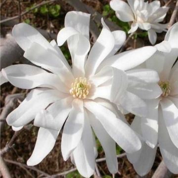 Magnolia Stellata - Large Specimen Plant