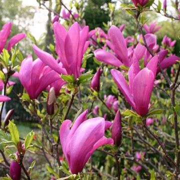 Magnolia Susan - Tulip Tree