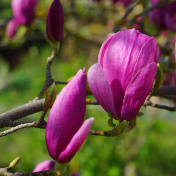 Magnolia Livingstone