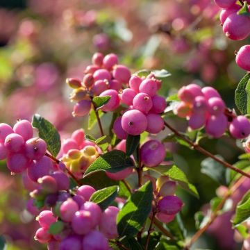 Symphoricarpos dorenborsii Magic Berry - Snowberry