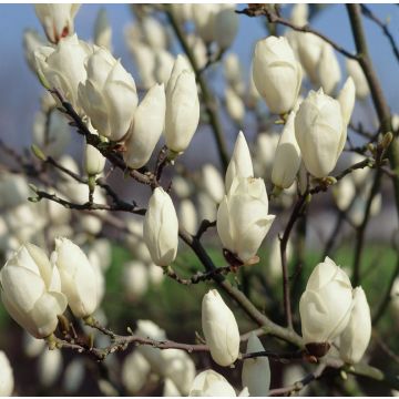 Magnolia × soulangeana 'Alba Superba' - Large 100-120cm Specimen Magnolia