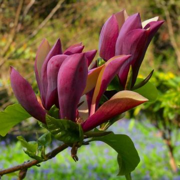 Magnolia x brooklynensis 'Black Beauty'