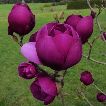 Magnolia Black Tulip - RARE Deep Purple-Black Flowering Tulip Tree 120-150cm