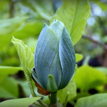 Magnolia acuminata Blue Baby - 60-80cm Plant