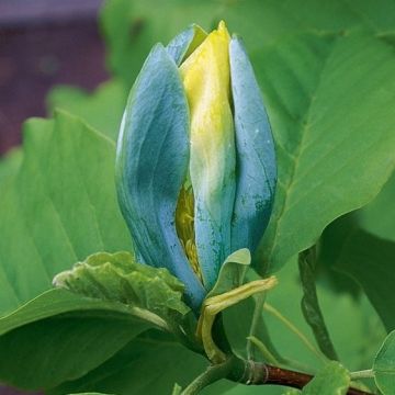 Magnolia acuminata Blue Opal - Blue Budded Tulip Tree