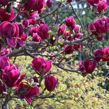 Magnolia Cleopatra