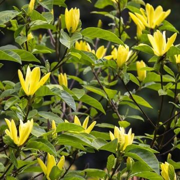 Magnolia Daphne - Sensational Yellow Tulip Tree