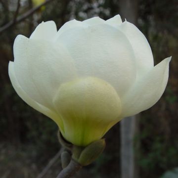 Magnolia denudata Jade Lamp - Tulip Tree
