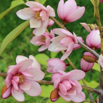 Magnolia Fairy Blush - Evergreen Soft Pink Flowering Magnolia