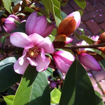 Michelia Magnolia Fairy Blush - New Evergreen Soft Pink Flowering Magnolia